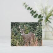 Carte postale canadienne de cerfs de queue blanche (Debout devant)