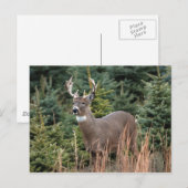 Carte postale canadienne de cerfs de queue blanche (Devant / Derrière)