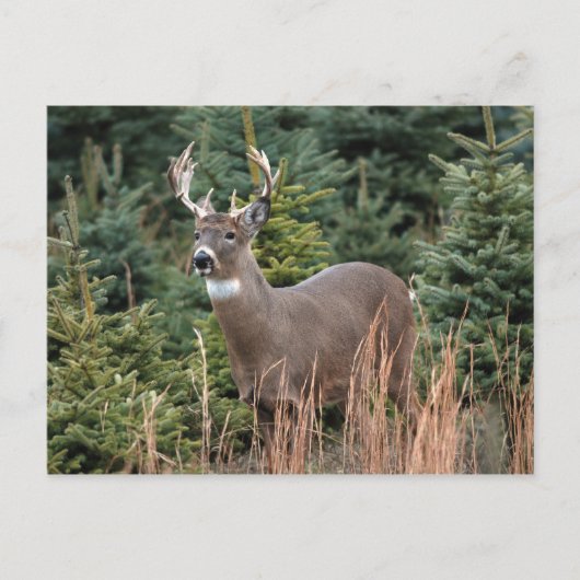 Carte postale canadienne de cerfs de queue blanche (Devant)
