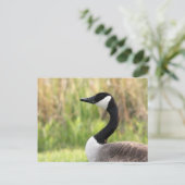 Carte postale canadienne Goose (Debout devant)