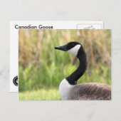 Carte postale canadienne Goose (Devant / Derrière)