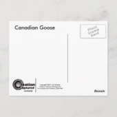 Carte postale canadienne Goose (Dos)