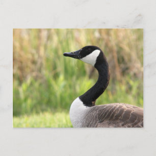 Carte postale canadienne Goose
