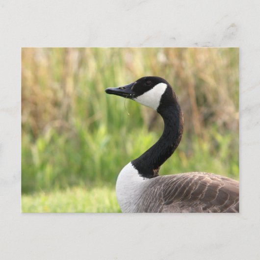 Carte postale canadienne Goose (Devant)