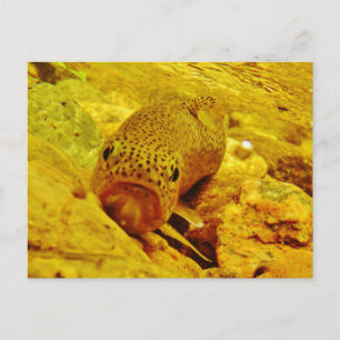 Carte Postale Canal en flux