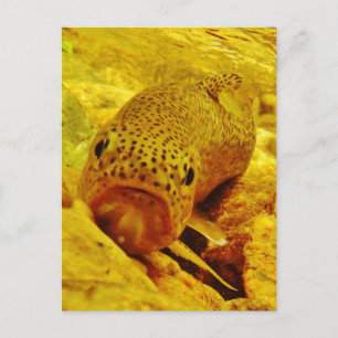 Carte Postale Canal en flux