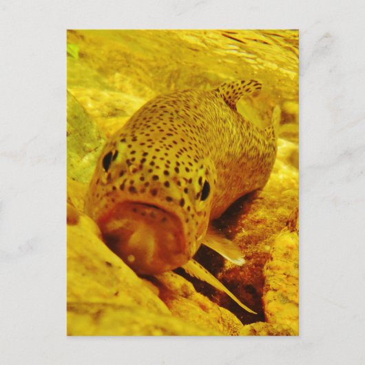 Carte Postale Canal en flux (Devant)