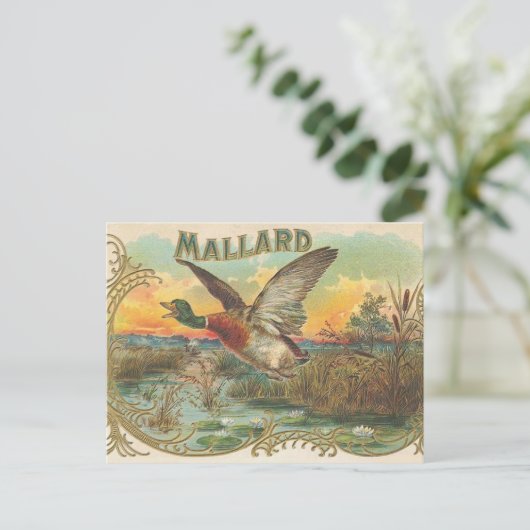 Carte Postale Canard (Debout devant)