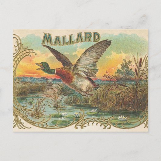 Carte Postale Canard (Devant)