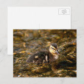 Carte Postale Canard (Devant / Derrière)