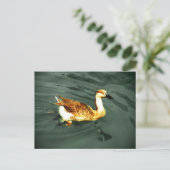 Carte Postale Canard (Debout devant)