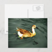 Carte Postale Canard (Devant / Derrière)