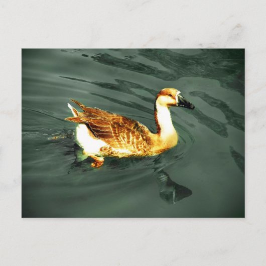 Carte Postale Canard (Devant)