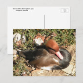 Carte Postale Canard (Devant / Derrière)