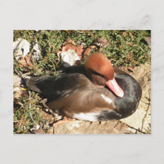Carte Postale Canard