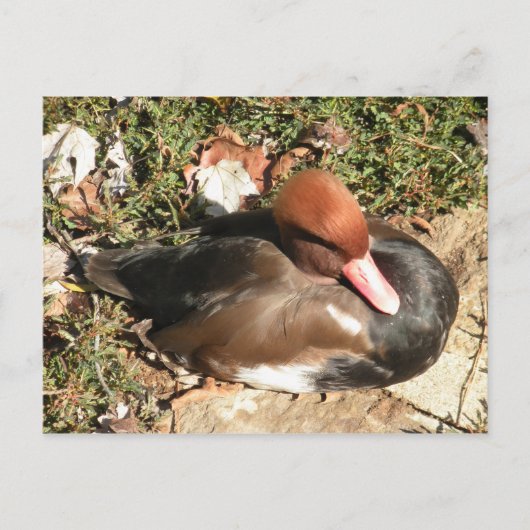 Carte Postale Canard (Devant)