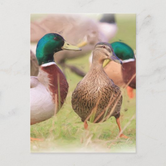 Carte Postale Canard (Devant)