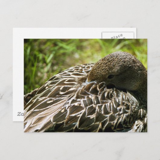 Carte Postale Canard (Devant / Derrière)