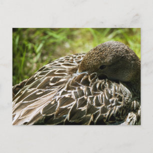 Carte Postale Canard