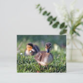 Carte Postale Canard (Debout devant)