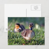 Carte Postale Canard (Devant / Derrière)