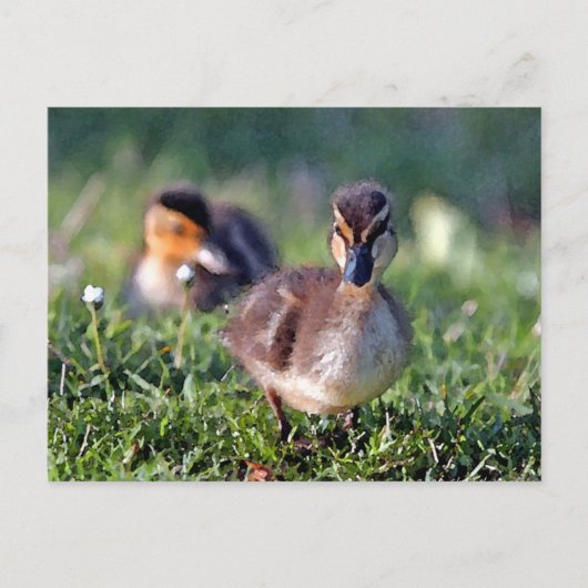 Carte Postale Canard (Devant)