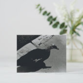 Carte Postale Canard (Debout devant)