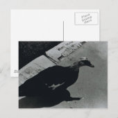 Carte Postale Canard (Devant / Derrière)