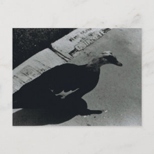 Carte Postale Canard
