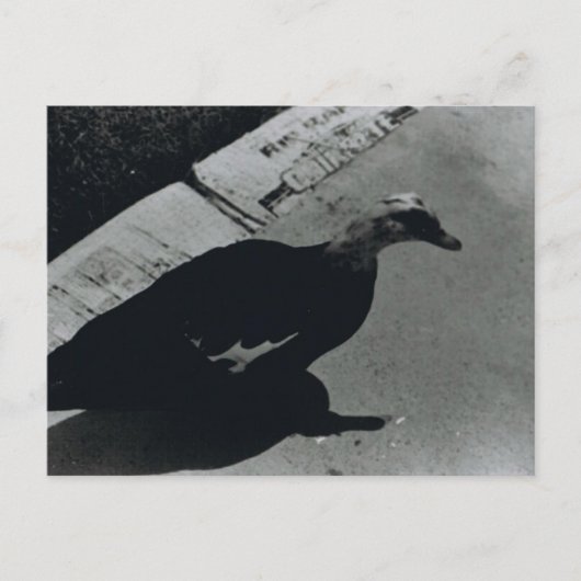 Carte Postale Canard (Devant)