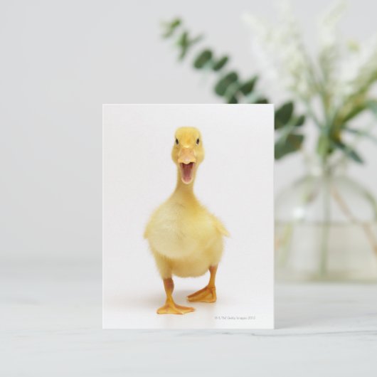 Carte Postale Canard (Debout devant)