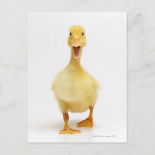 Carte Postale Canard