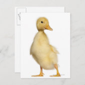 Carte Postale Canard (1 semaine) (Devant / Derrière)