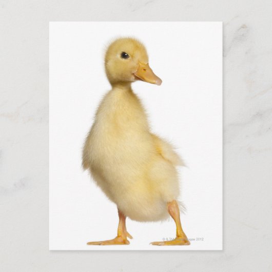 Carte Postale Canard (1 semaine) (Devant)