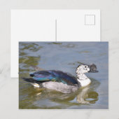 Carte Postale Canard à bec serpé mâle (Devant / Derrière)