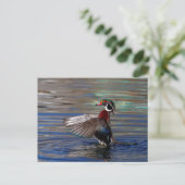 Carte Postale Canard à bois (Debout devant)