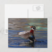 Carte Postale Canard à bois (Devant / Derrière)