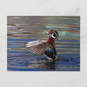 Carte Postale Canard à bois