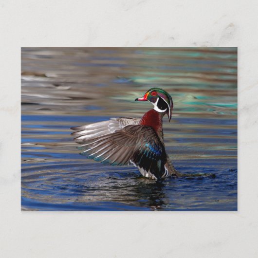 Carte Postale Canard à bois (Devant)