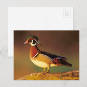 Carte Postale Canard à bois mâle, Illinois (Devant / Derrière)