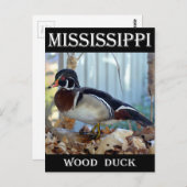 Carte Postale Canard à bois (Mississippi) (Devant / Derrière)