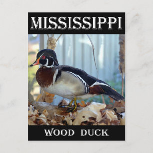 Carte Postale Canard à bois (Mississippi)