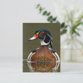 Carte Postale Canard à bois sur l'eau (Debout devant)