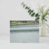 Carte Postale Canard à col rond (Debout devant)