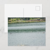 Carte Postale Canard à col rond (Devant / Derrière)