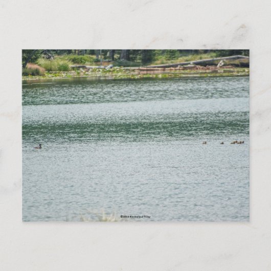 Carte Postale Canard à col rond (Devant)