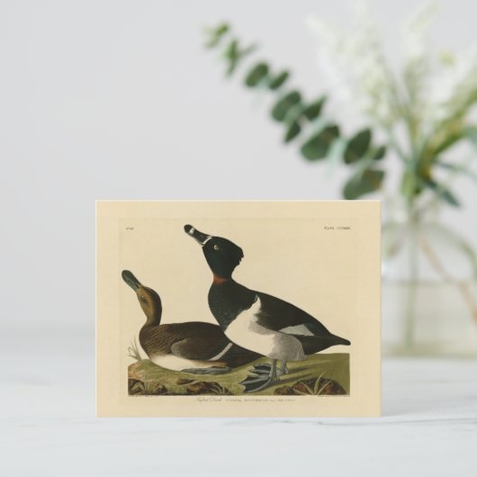 Carte Postale Canard à col rond des oiseaux d'Amérique d'Audubon (Debout devant)