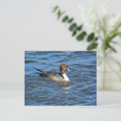 Carte Postale Canard à intail (Debout devant)