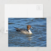 Carte Postale Canard à intail (Devant / Derrière)