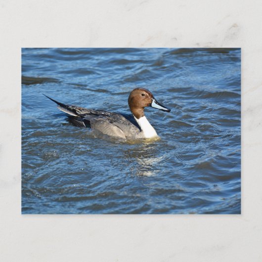Carte Postale Canard à intail (Devant)